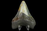 Fossil Megalodon Tooth - North Carolina #131582-2